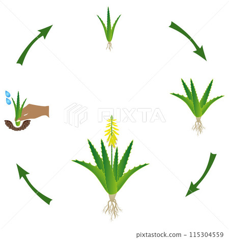 Life cycle of a aloe vera plant on a white background. Life cycle of a aloe vera plant on a white background. 115304559