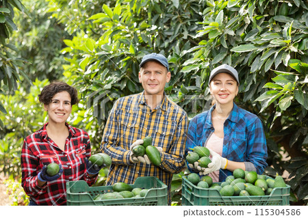 Three farmers posing with harvest of avocado in orchard 115304586