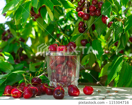 Ripe cherries on table under fruit trees 115304716