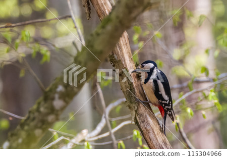 Great spotted woodpecker (Dendrocopos major) looking at camera Great spotted woodpecker (Dendrocopos major) looking at camera 115304966