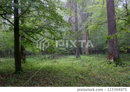 Deciduous stand with hornbeams and spruce in summer Deciduous stand with hornbeams and spruce in summer 115304975