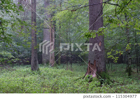 Deciduous stand with hornbeams and spruce in summer Deciduous stand with hornbeams and spruce in summer 115304977