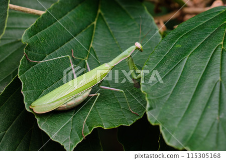 Female European Mantis (Mantis religiosa) close up 115305168