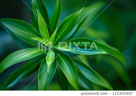 Elegant Dracaena Plant in Soft Light 115305497