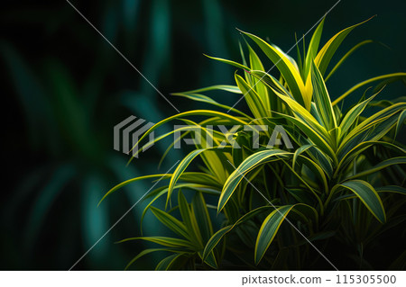 Chic Dracaena Elegance Houseplant 115305500