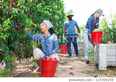 Three farmers collect ripe plums from a tree 115306148