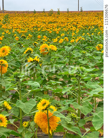Blooming sunflower farm field, big bright yellow sunflower, agriculture concept harvest Blooming sunflower farm field, big bright yellow sunflower, agriculture concept harvest 115306676