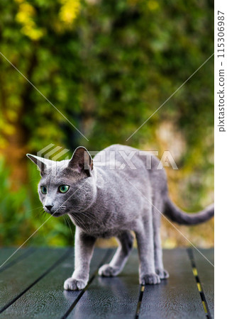 British Shorthair blue cat lying and sitting on wooden table in green garden. 115306987