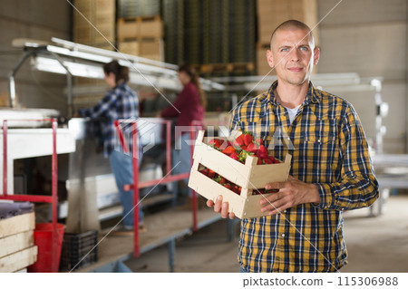 Man holding strawberry box at fruit warehouse 115306988