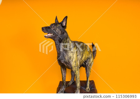 Portrait of an holland shepherd in a studio dark yellow red background 115306993