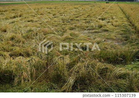 Fallen ears of rice, fields before harvest Fallen ears of rice, fields before harvest 115307139