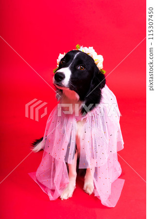 A happy black dog border collie portrait on yellow and red background A happy black dog border collie portrait on yellow and red background 115307450