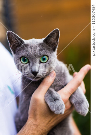British Shorthair blue cat lying and sitting on wooden table in green garden. 115307484