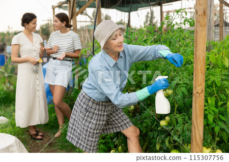 Mature woman spraying tomatoes Mature woman spraying tomatoes 115307756