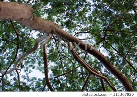 Branches, leaf of an Albizia tree 115307920