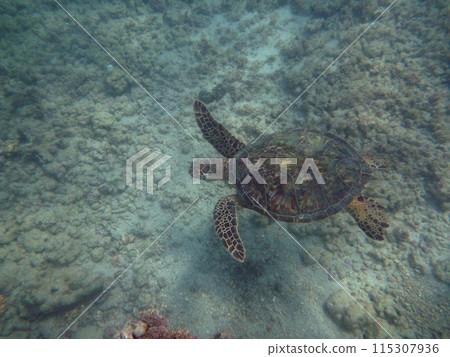 Hawaiian Sea Turtle swims above coral rocks the waters of Waikiki 115307936