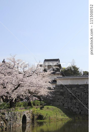 Cherry blossoms at Maizuru Park in Fukuoka City 115308052