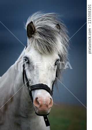 Close-up of a white Faroese horse with blue eyes Close-up of a white Faroese horse with blue eyes 115308101