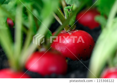 Growing red organic radish on garden bed 115308122