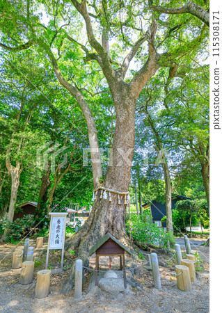 初夏的飯森神社神樹 福岡縣 福岡市 115308171