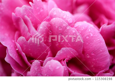 Pink Peony flower in water drops on petals 115308198