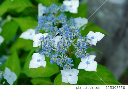 繡球 繡球 115308358