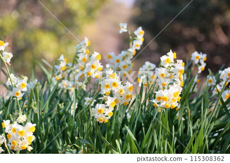 Narcissus flowers in full bloom 115308362