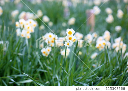 Narcissus flowers in full bloom 115308366