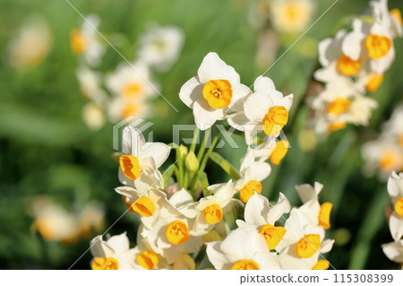 Narcissus flowers in full bloom 115308399
