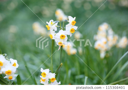 Narcissus flowers in full bloom Narcissus flowers in full bloom 115308401