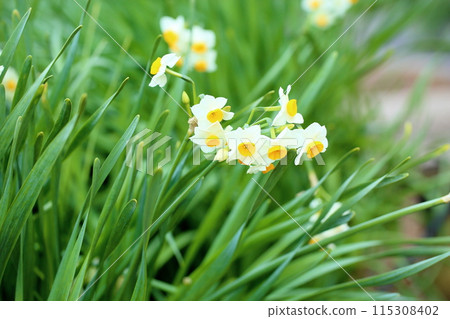 盛開的水仙花 盛開的水仙花 115308402