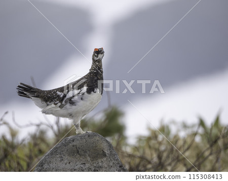 A male rock ptarmigan guarding its territory A male rock ptarmigan guarding its territory 115308413