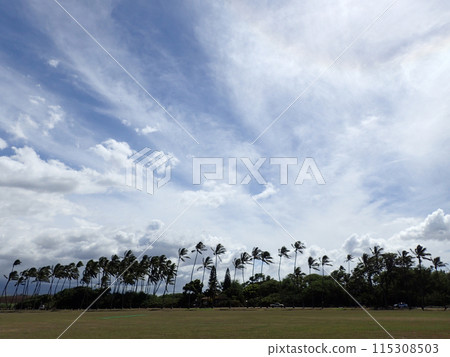 Grass field  used for sports with coconut trees at parks edge 115308503