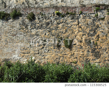 Green plants grows on old stone rock wall which is layers of different materials Green plants grows on old stone rock wall which is layers of different materials 115308525