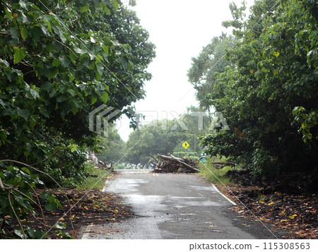 Trees and leafs blocked road on Voggy day 115308563