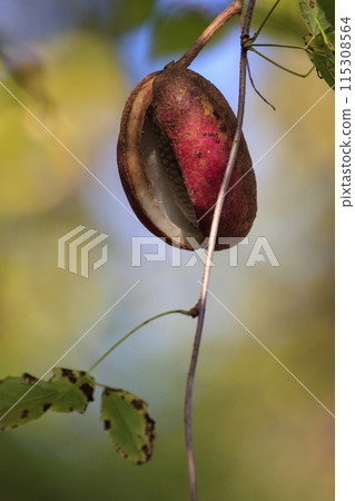 Autumn forest scenery: Akebia fruit turning red 115308564