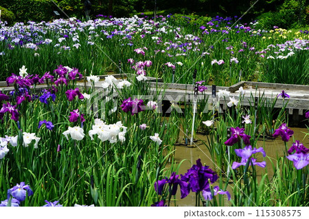 Lady of the Marshes Lady of the Marshes 115308575