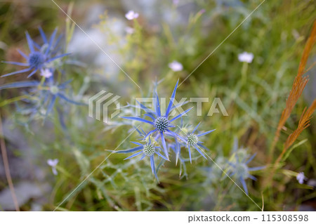 Mediterranean sea holly (Eryngium bourgatii ) is blooming in mountains of Montenegro on summer day. 115308598