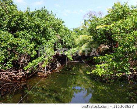 Stream covered with plants at Ahalanui Park 115308627