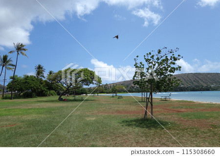 Pidgin flying in the air at Maunalua Bay Beach Park full of trees in Hawaii Kai 115308660