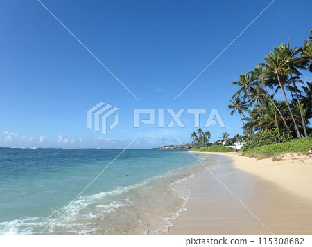 Coconut Trees line Kahala Beach 115308682