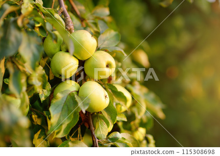 Lots of ripe green apples on the tree in orchard. Harvesting of apples in the domestic garden in summer or autumn day. Fruits for sale. Lots of ripe green apples on the tree in orchard. Harvesting of apples in the domestic garden in summer or autumn day. Fruits for sale. 115308698