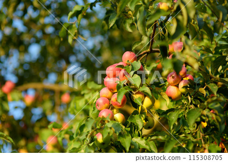 Lots of ripe red apples on the tree in orchard. Harvesting of apples in the domestic garden in summer or autumn day. Fruits for sale. 115308705