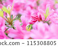 Azalea flowers are blooming 115308805