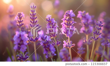Blooming Lavender Flowers in Sunlight, Perfect for Nature-Themed Designs, Posters, and Cards 115308837