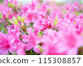 Photographing the dense clusters of pink flowers of azaleas in the season of fresh greenery 115308857