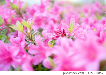 一張照片,在新綠色季節,多朵粉紅色的花朵聚集在杜鵑花上。 一張照片,在新綠色季節,多朵粉紅色的花朵聚集在杜鵑花上。 115308857