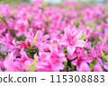 Photographing the dense pink flowers and leaves of azalea in the season of fresh greenery 115308883