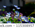 Nemophila blooming in spring flower bed 115308957