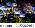 Blue nemophila flowers 115308961